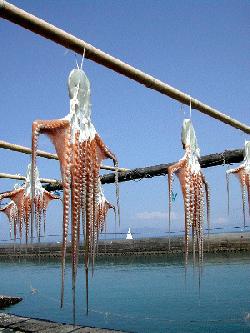 octopus