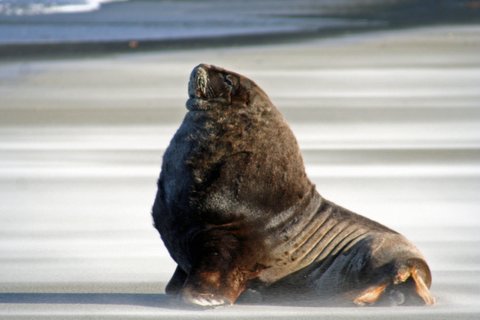 zeehond