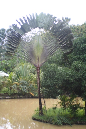 palm kunst