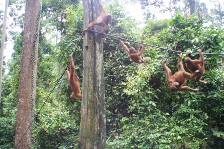 de utangs