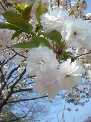 sakura tijd